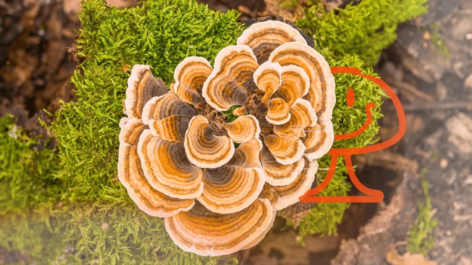turkey tail mushrooms