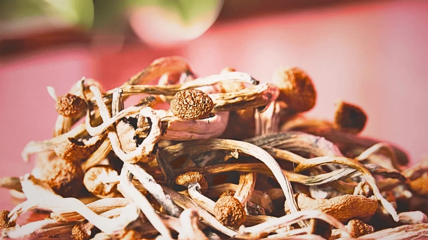 Medicinal Mushrooms Dried in a Food Dehydrator