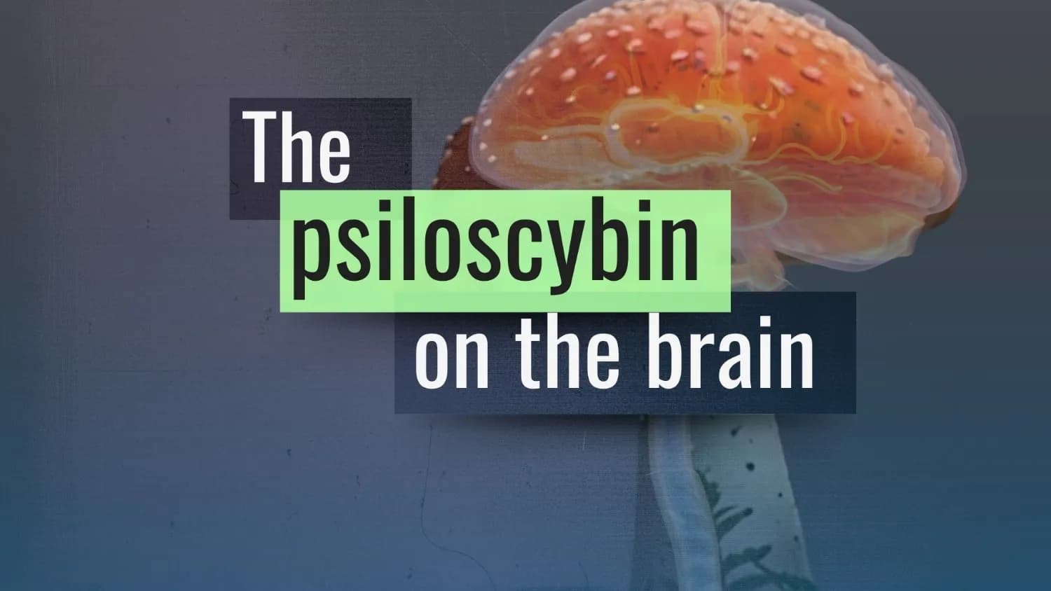 The Psylocybin on the Brain