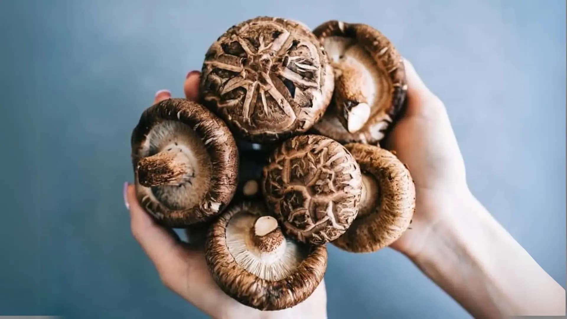 A handful of Therapeutic Mushroom 