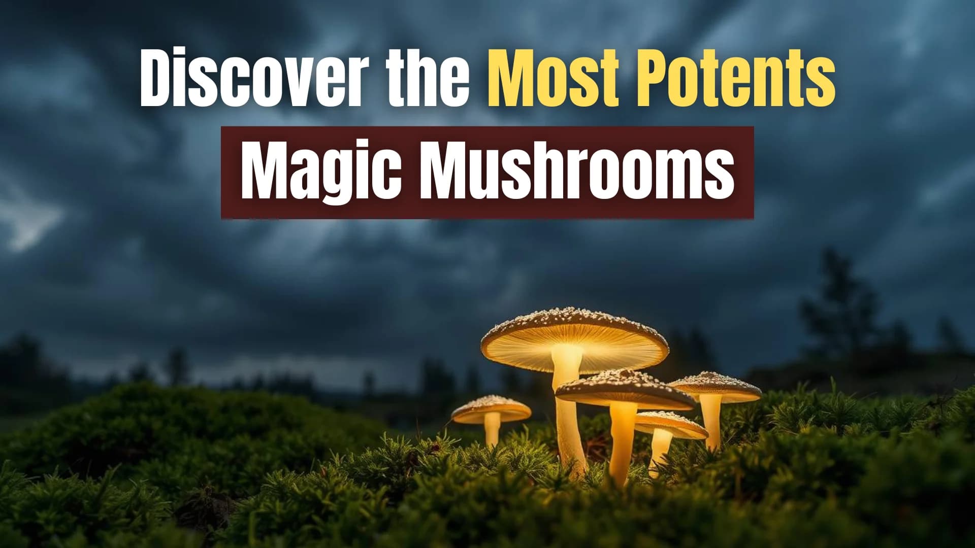 Most Potents Magic Mushrooms