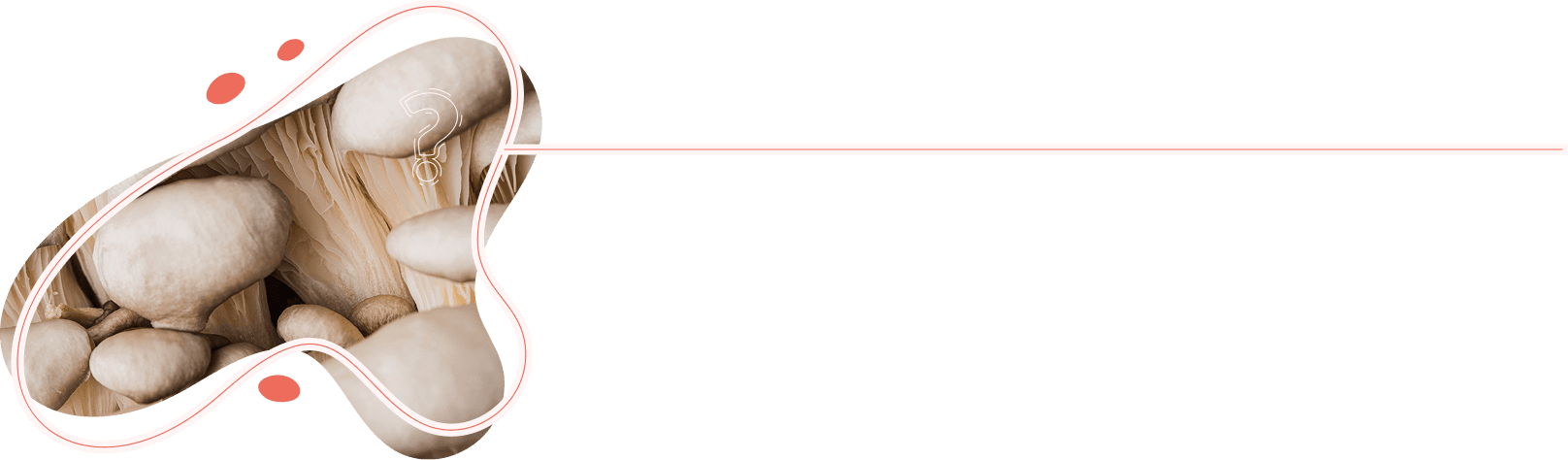 Shroom Groove product and imagery